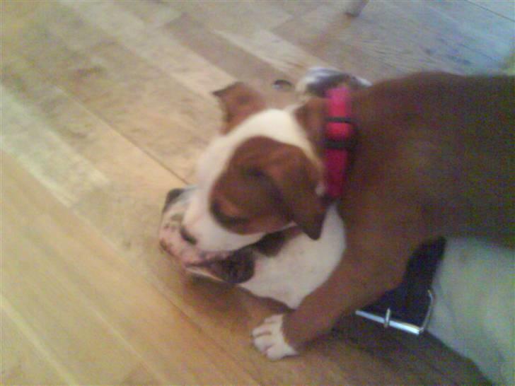 Amerikansk staffordshire terrier Princess Diva## R.I.P## billede 13