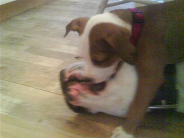 Amerikansk staffordshire terrier Princess Diva## R.I.P## billede 14