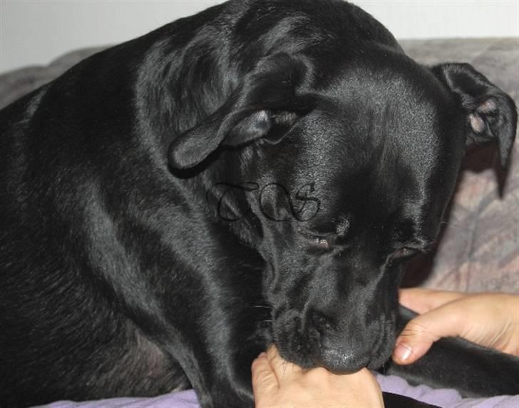 Blanding af racer Kiki billede 6