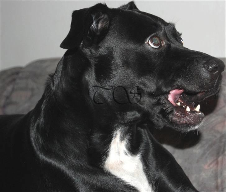 Blanding af racer Kiki billede 7