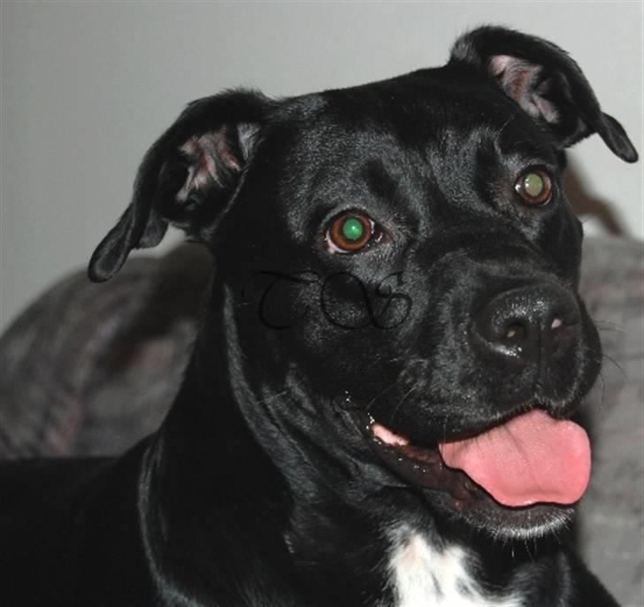 Blanding af racer Kiki billede 8