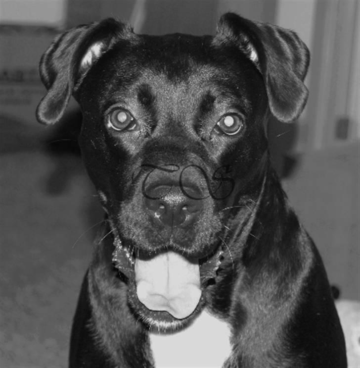 Blanding af racer Kiki billede 9