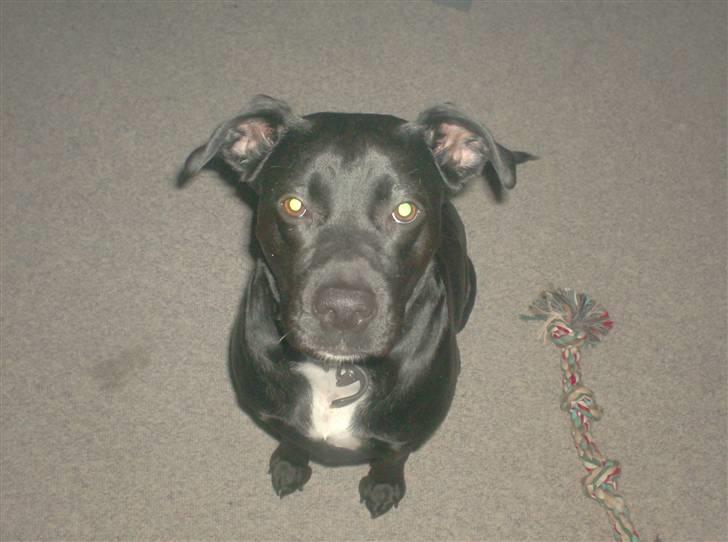 Blanding af racer Kiki billede 10