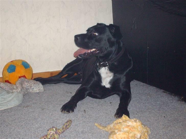 Blanding af racer Kiki billede 11