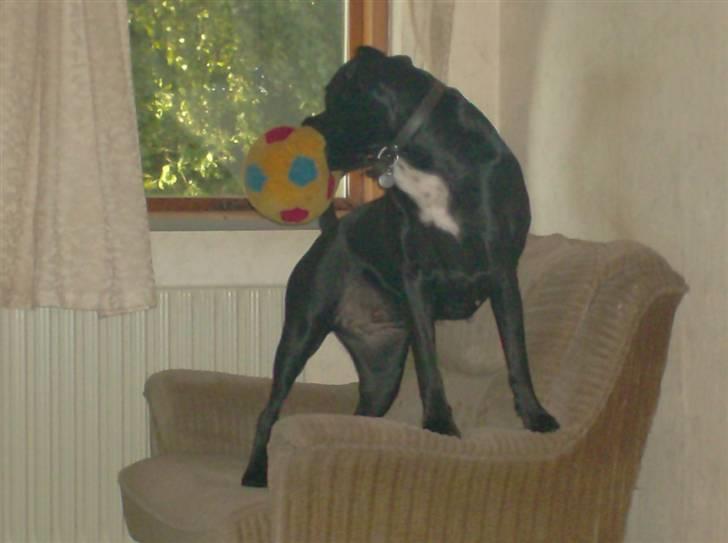 Blanding af racer Kiki billede 12