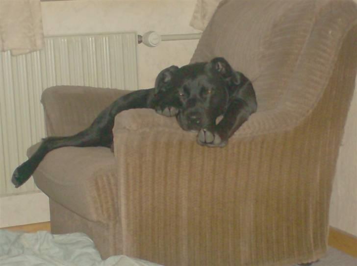 Blanding af racer Kiki billede 13