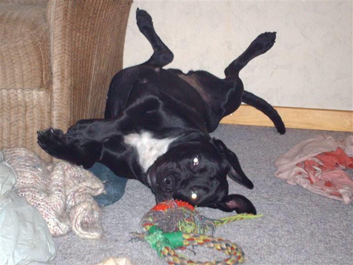 Blanding af racer Kiki billede 14