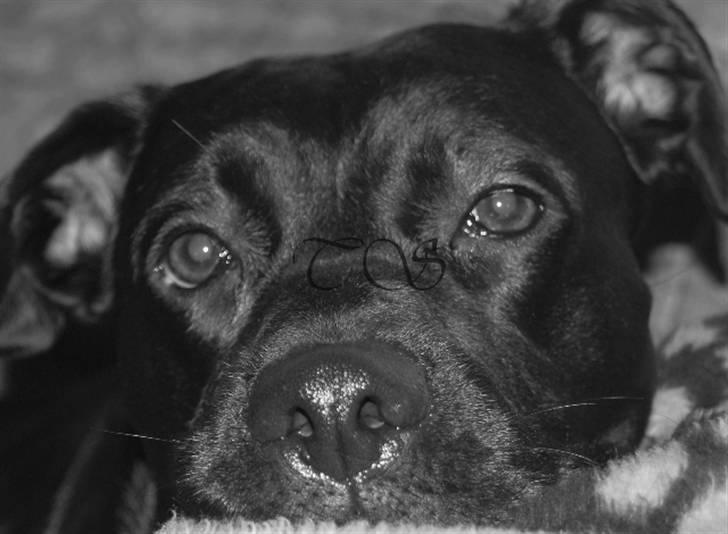 Blanding af racer Kiki billede 15