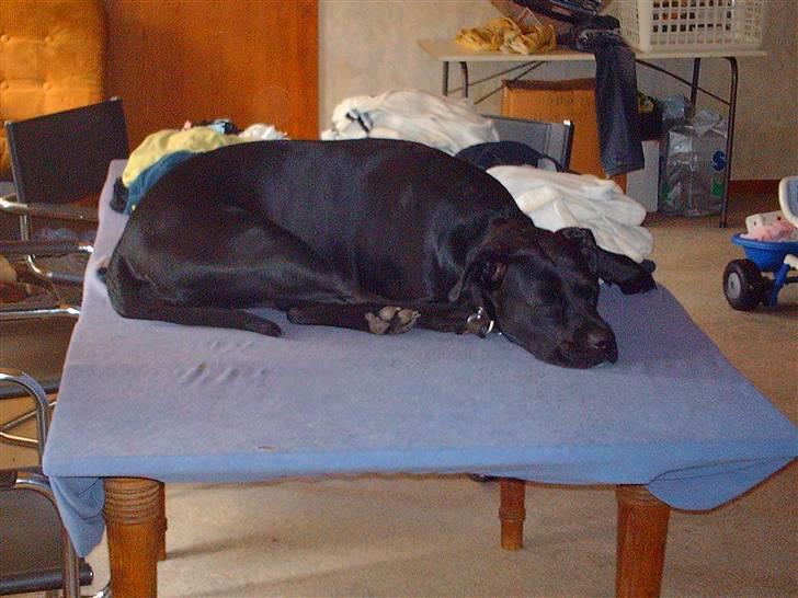 Blanding af racer Kiki billede 16