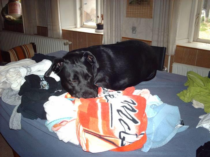 Blanding af racer Kiki billede 17