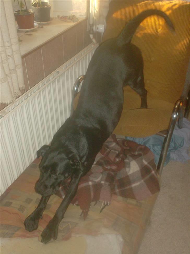 Blanding af racer Kiki billede 18