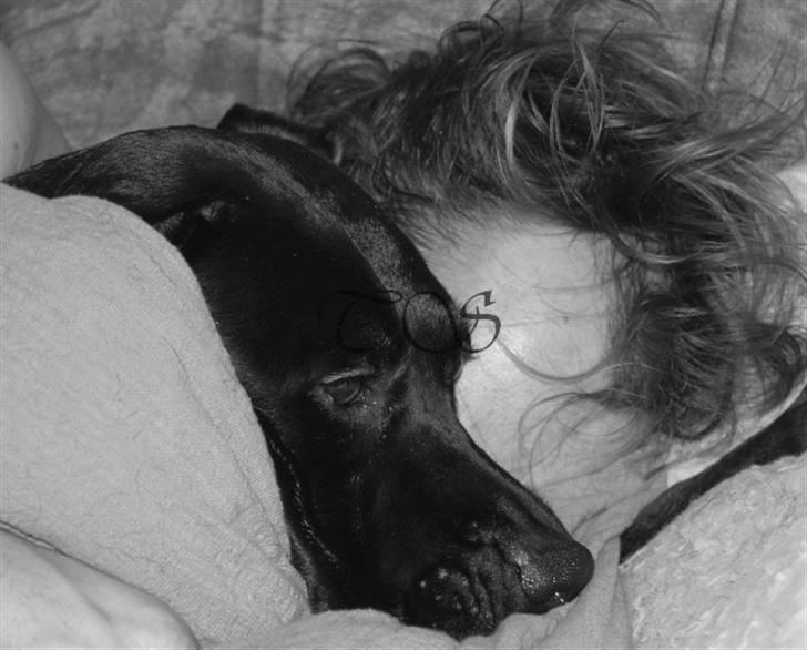 Blanding af racer Kiki billede 19