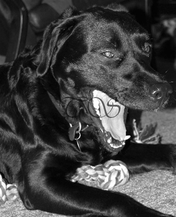 Labrador retriever Keiko billede 12