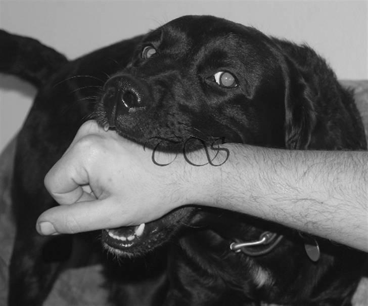 Labrador retriever Keiko billede 13