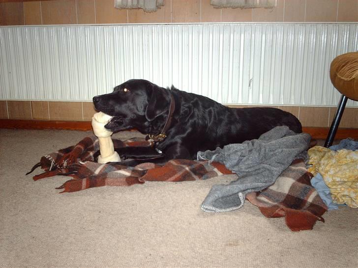 Labrador retriever Keiko billede 14