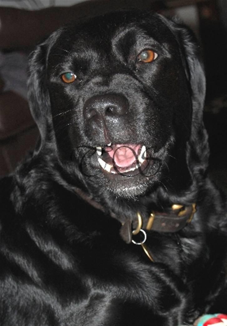 Labrador retriever Keiko billede 15