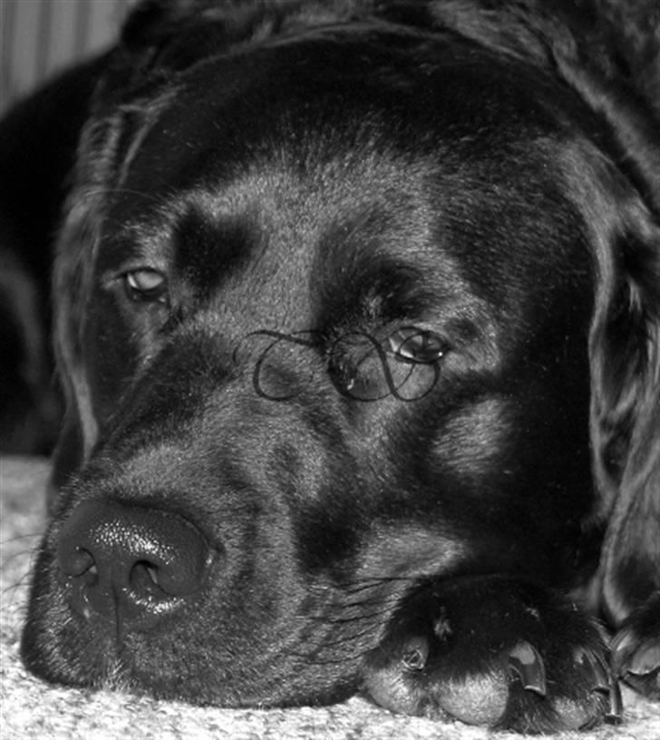 Labrador retriever Keiko billede 16