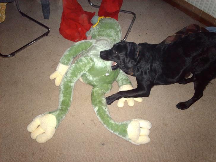 Labrador retriever Keiko billede 17