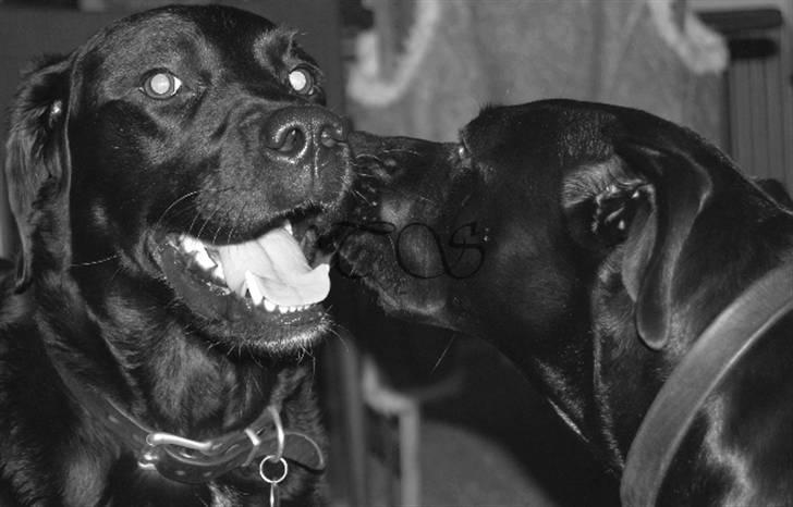 Labrador retriever Keiko billede 18