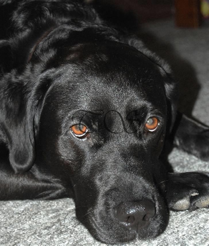 Labrador retriever Keiko billede 19