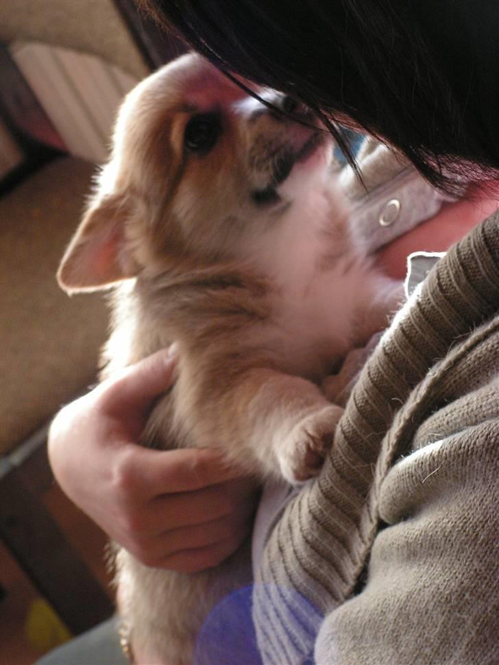 Welsh corgi pembroke My - Hej Nye mor billede 1