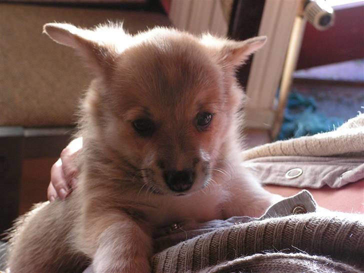 Welsh corgi pembroke My - Jeg prøver virkeligt at løfte ørene men jeg kan næsten ikke billede 2