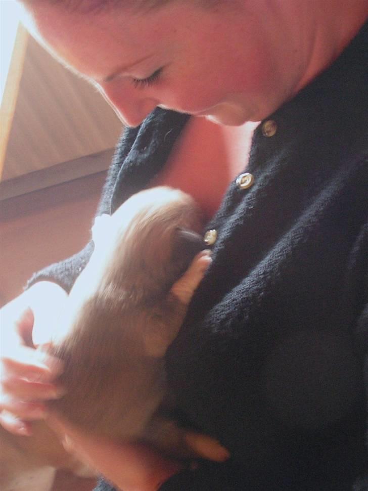 Welsh corgi pembroke My - Mmmm her er dejligt varmt billede 3