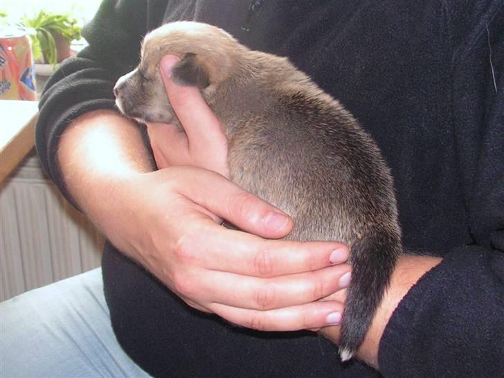 Welsh corgi pembroke My - Det er så dejligt at sove ved far billede 4