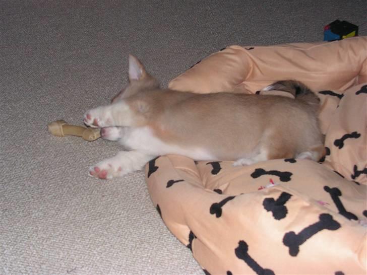 Welsh corgi pembroke My - Lige 2 cm mere.... billede 5