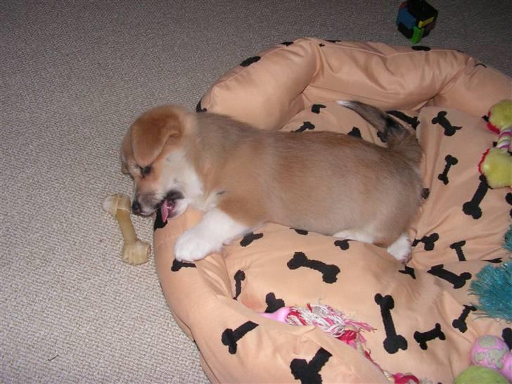 Welsh corgi pembroke My - Det er lige før min seng smager bedre end mit tykkeben billede 6