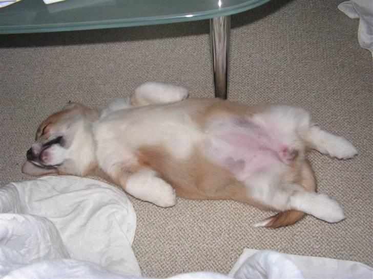Welsh corgi pembroke My - Snork...Der er intet bedre end at ligge på ryggen billede 7