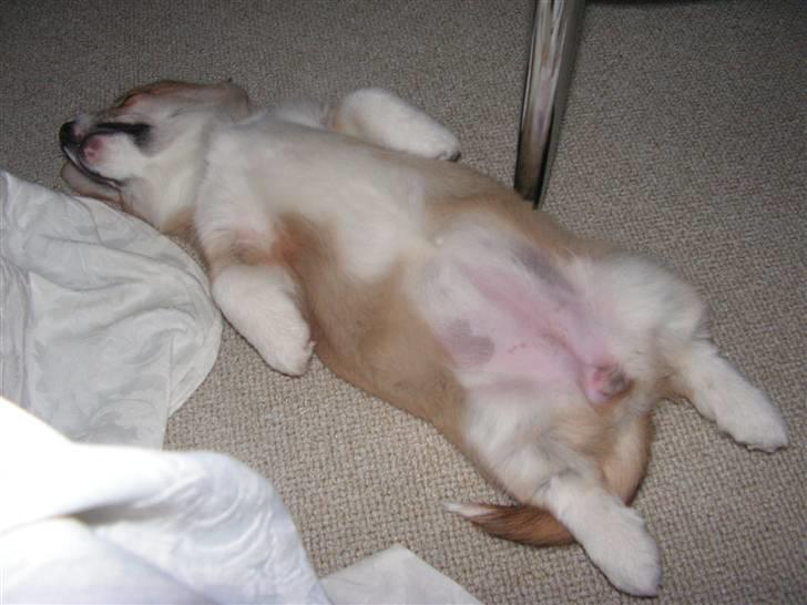 Welsh corgi pembroke My - Superhunden my på nye eventyr billede 8