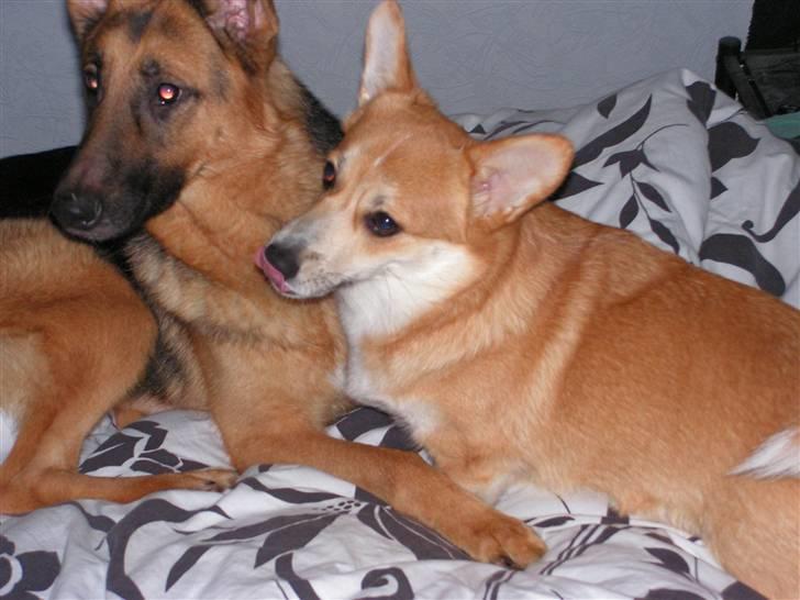 Welsh corgi pembroke My - Hvad er da?? billede 9