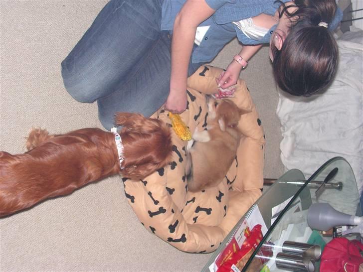 Welsh corgi pembroke My - Skal jeg virkelig snakke med den store hund? billede 10