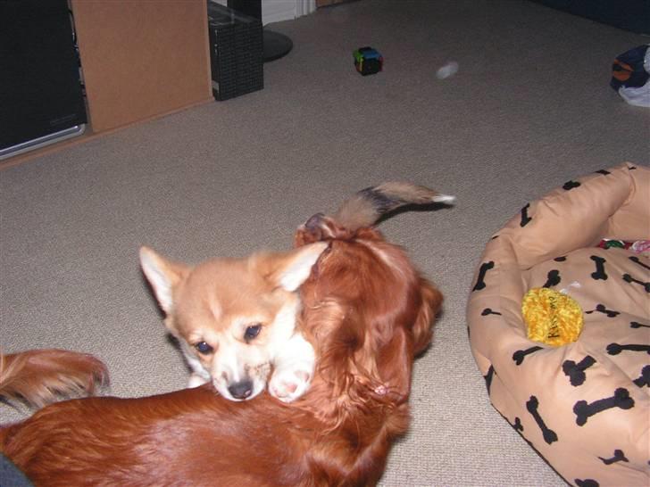 Welsh corgi pembroke My - Nu skal du få.... billede 11