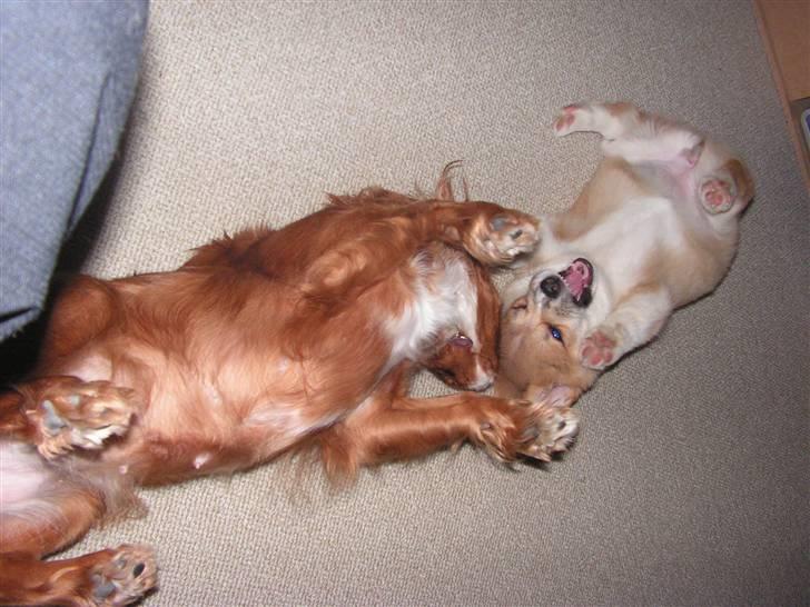 Welsh corgi pembroke My - Se hvor farlig jeg kan være billede 12