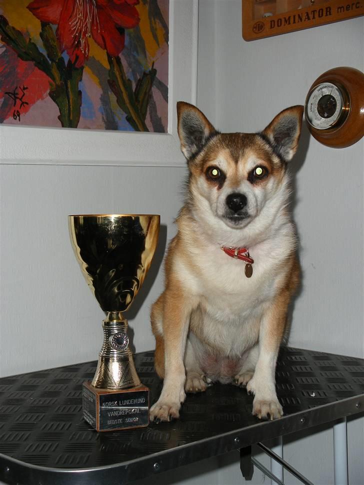 Norsk lundehund Stella (22.4.1997- 3.1.2012) - 4.12.07 Stella klar til at aflevere den vandrepokal hun vandt i 2006 : Årets Senior i Racen billede 12