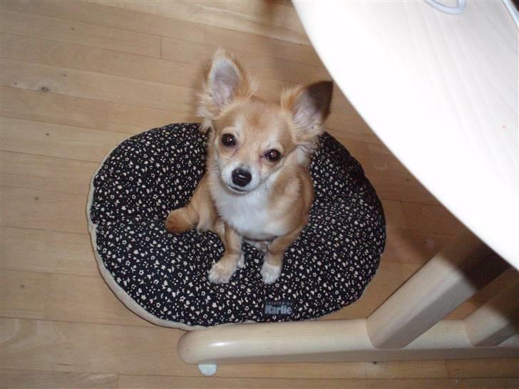 Chihuahua Mikkel - Mikkel er her 8 måneder billede 1