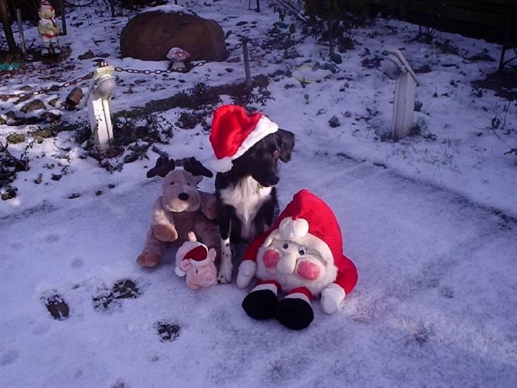 Blanding af racer snuske - så er det jul igen  billede 9