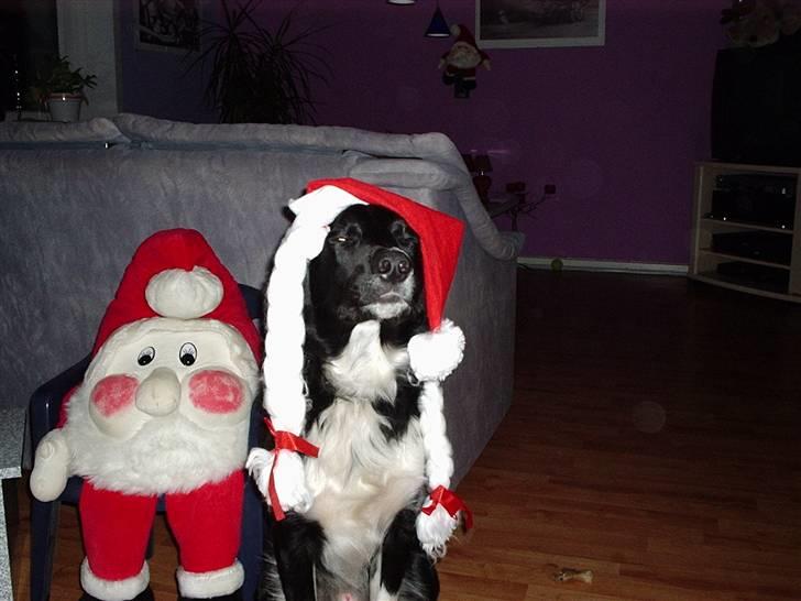 Blanding af racer snuske - åhhhhh nej flere billeder billede 10