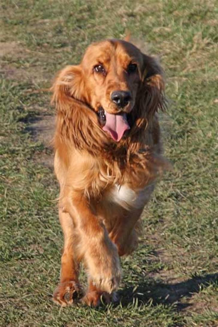 Cocker spaniel Dumle R.I.P - Taget af Frank Bødker - foto.vufferne.dk billede 7