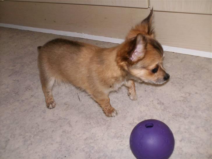 Chihuahua Mikkel - 14 uger gammel, leger lidt med bolden :-) billede 2