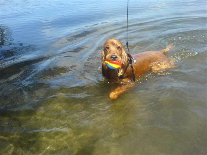 Cocker spaniel Dumle R.I.P - Vandhund billede 8