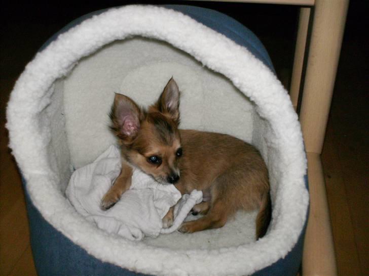 Chihuahua Mikkel - Ligger i sin nye seng :-) billede 3