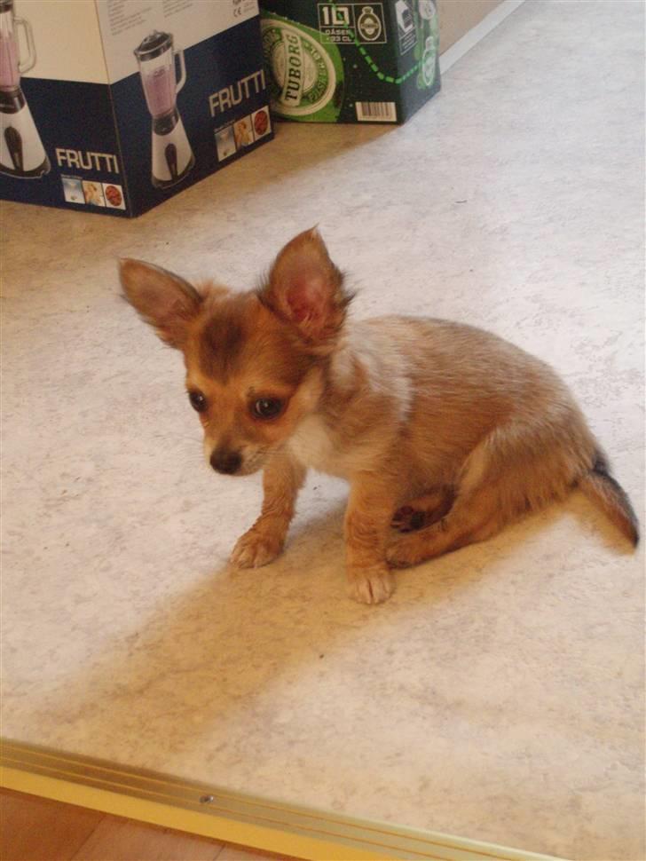 Chihuahua Mikkel - 18 uger.. billede 4