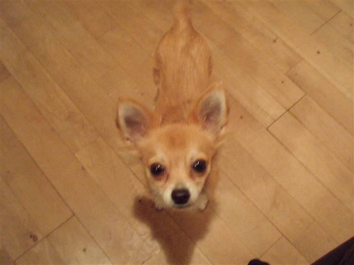 Chihuahua Mikkel - 7 1/2 måned :-) billede 5