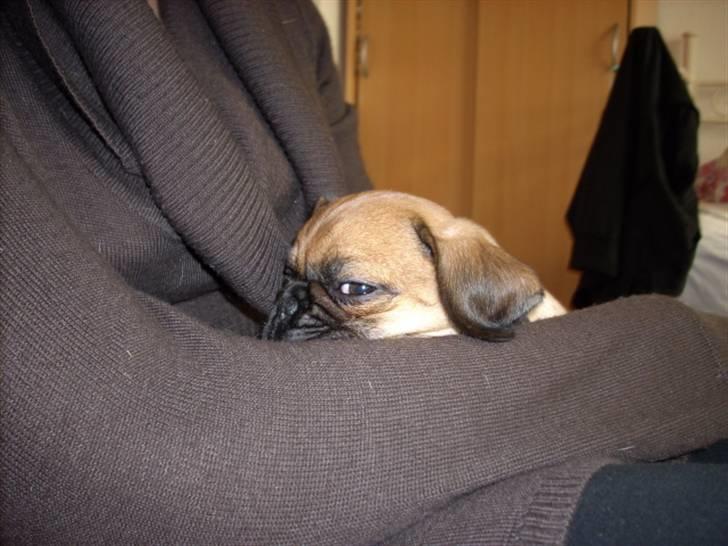 Blanding af racer Fie - Mmm sove ved moooar... billede 4