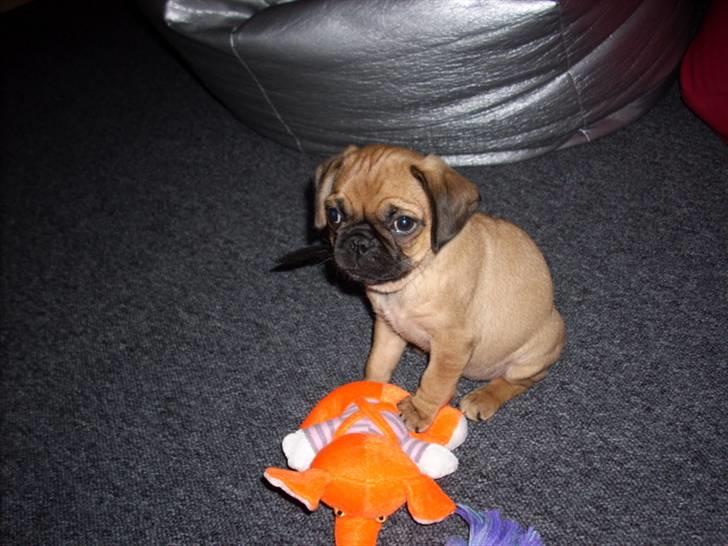 Blanding af racer Fie - Jeg har fået en elefant, den er næsten ligeså stor som mig. Betyder det at jeg er en elefant? billede 5