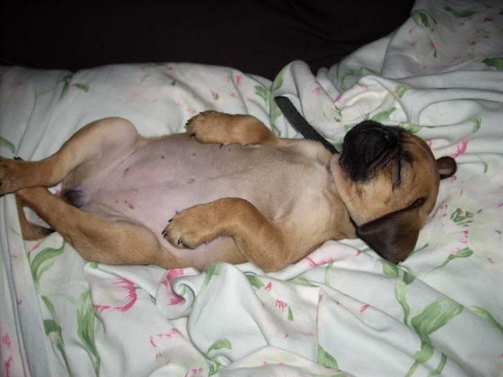 Blanding af racer Fie - Aaaaah så var det tid til en lur når den er aller bedst! billede 6