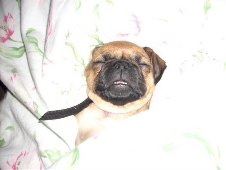 Blanding af racer Fie - Ahhh jeg elsjer bare at ligge og putte i dynerne. billede 7